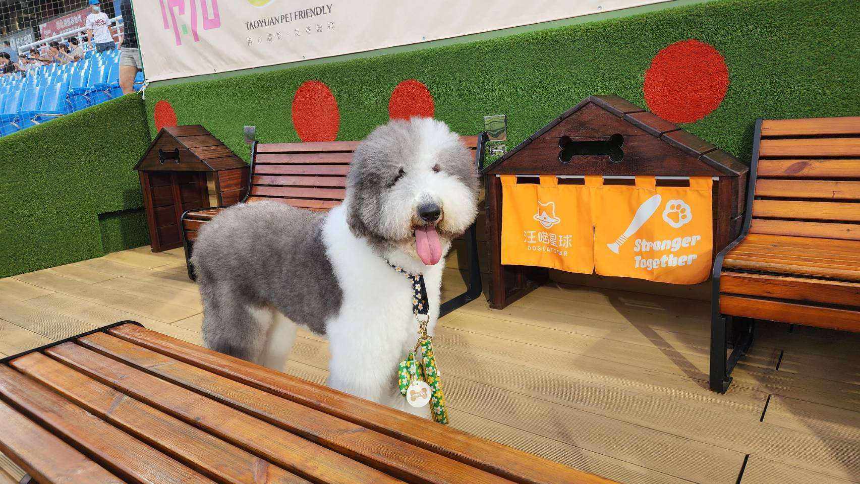 新春毛孩出遊不踩雷！桃園公開4大寵物放電路線 友善空間、公園這樣查