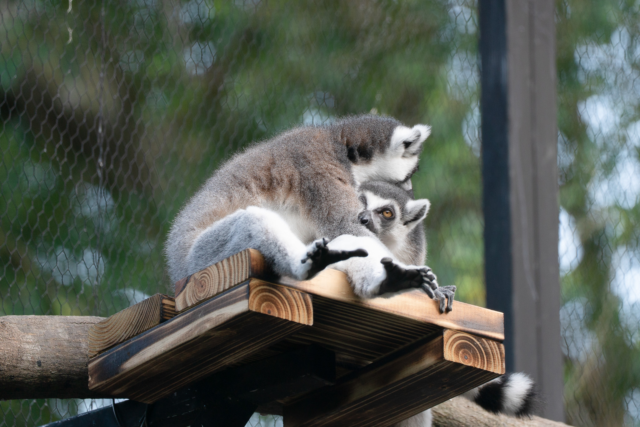 低溫來襲!動物「抱抱」取暖 溫馨模樣曝光