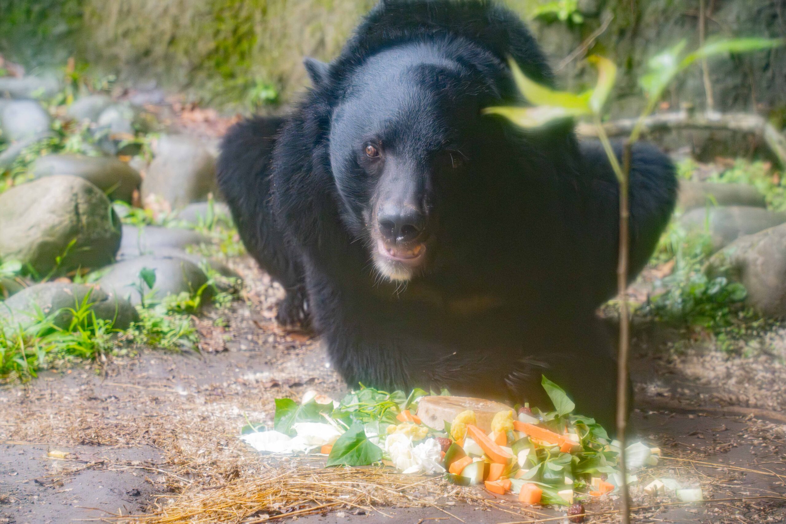 亞洲黑熊「黑糖」17歲生日 保育員精心準備特製蛋糕