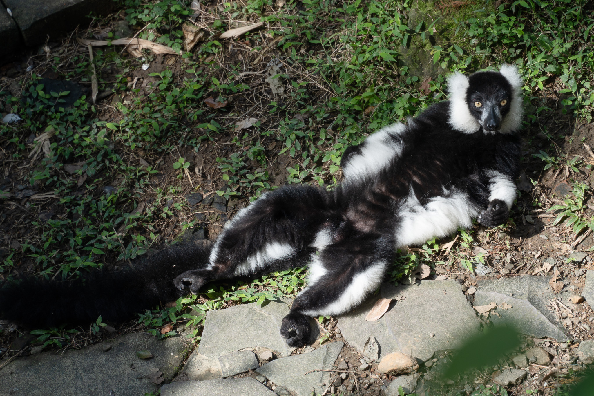 狐猴把握好天氣享受日光浴 慵懶躺平超CHILL