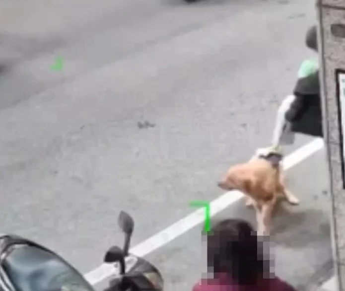 【有片】中壢機車行遭爆虐狗!黃金獵犬遭猛踹、掃把打 動保處出手了 【有片】中壢機車行遭爆虐狗!黃金獵犬遭猛踹、掃把打 動保處出手了