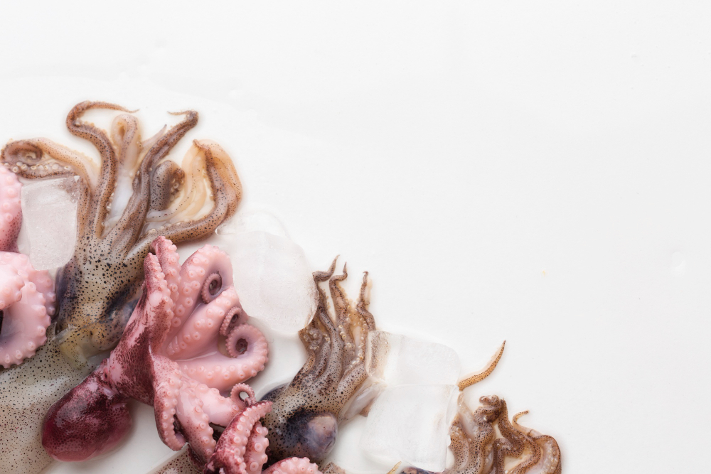 海科館「頭足類研習」3/28登場 邀重量級專家開講