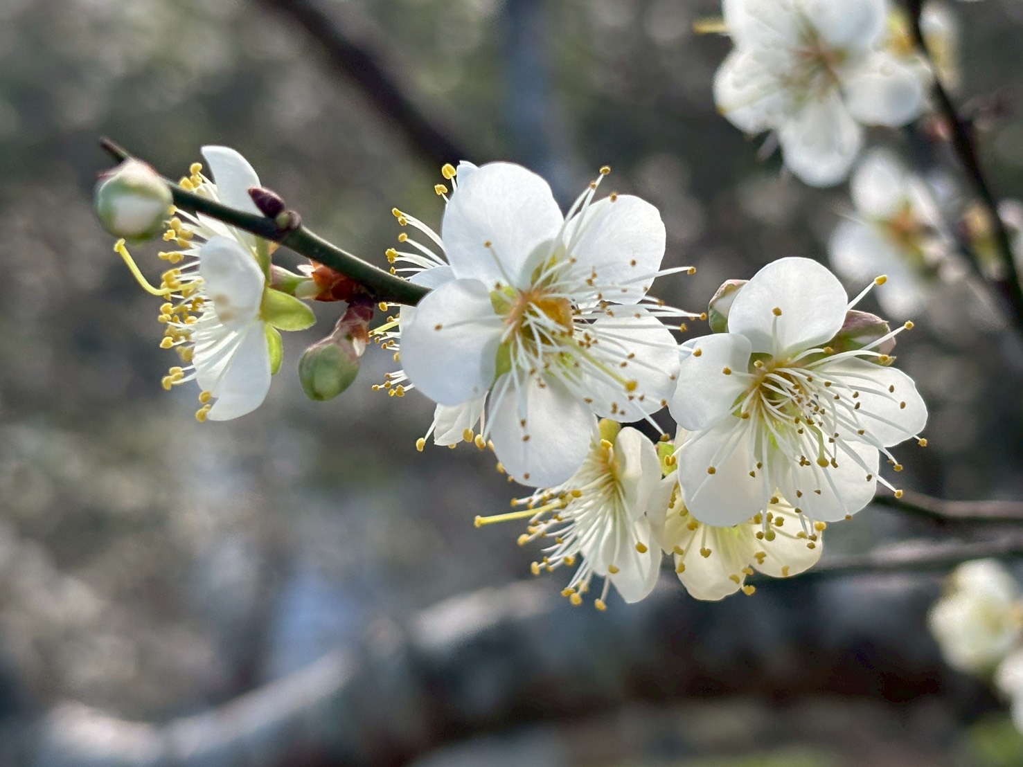 2026角板山行館梅花季，邀您漫步行館賞梅去!