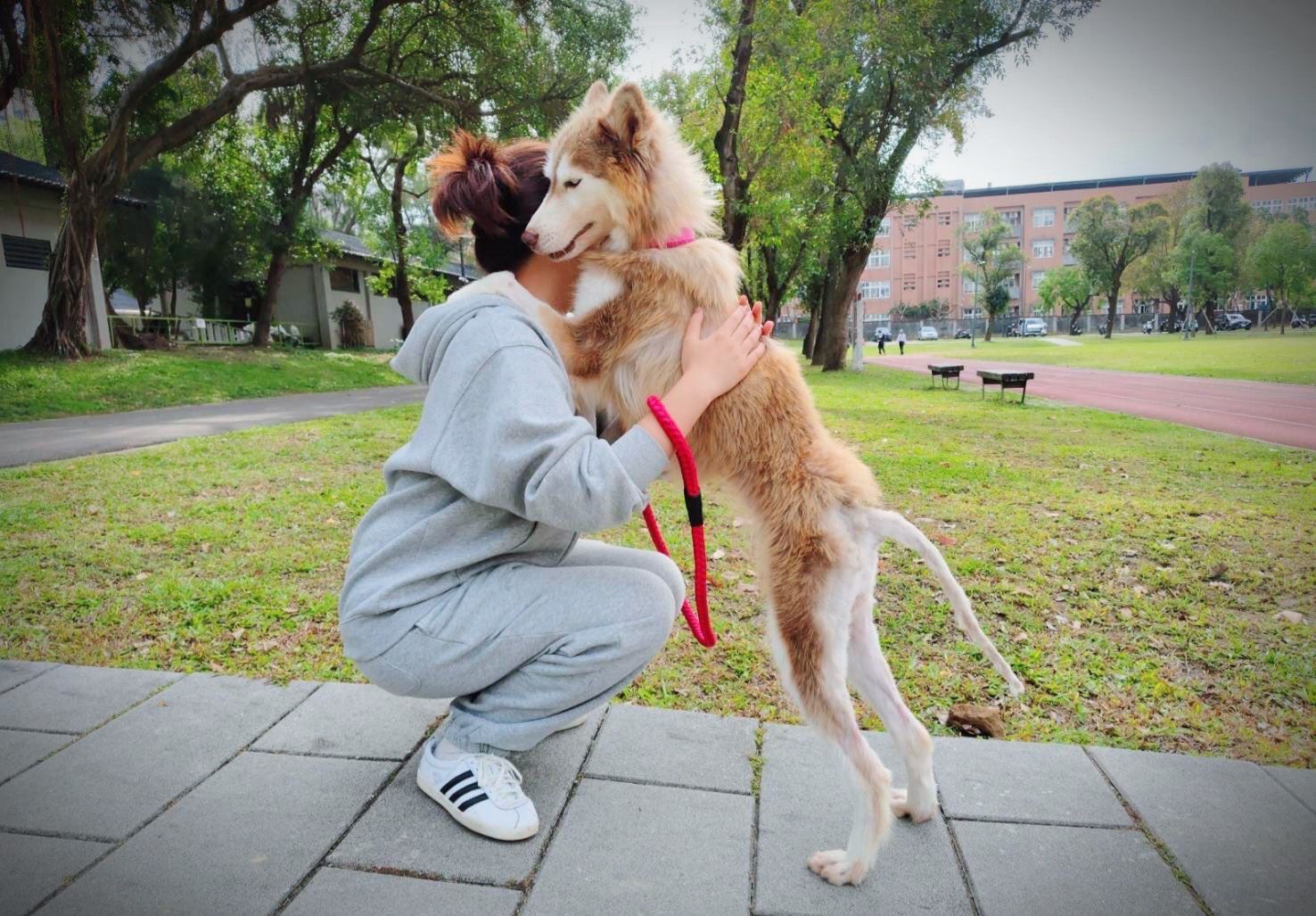 每10個桃園人就有1隻寵物 家貓、家犬登記率曝光