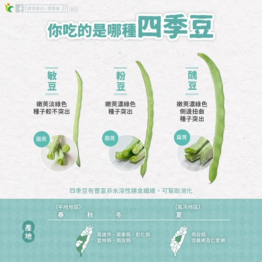 長的圓的都叫四季豆？農糧署解析菜豆家族差異