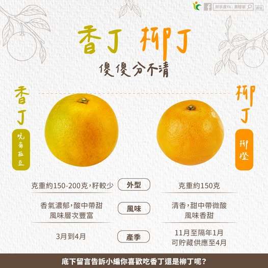 柳丁、香丁分不清？一張圖教你變專家：這款「香氣爆棚」正盛產