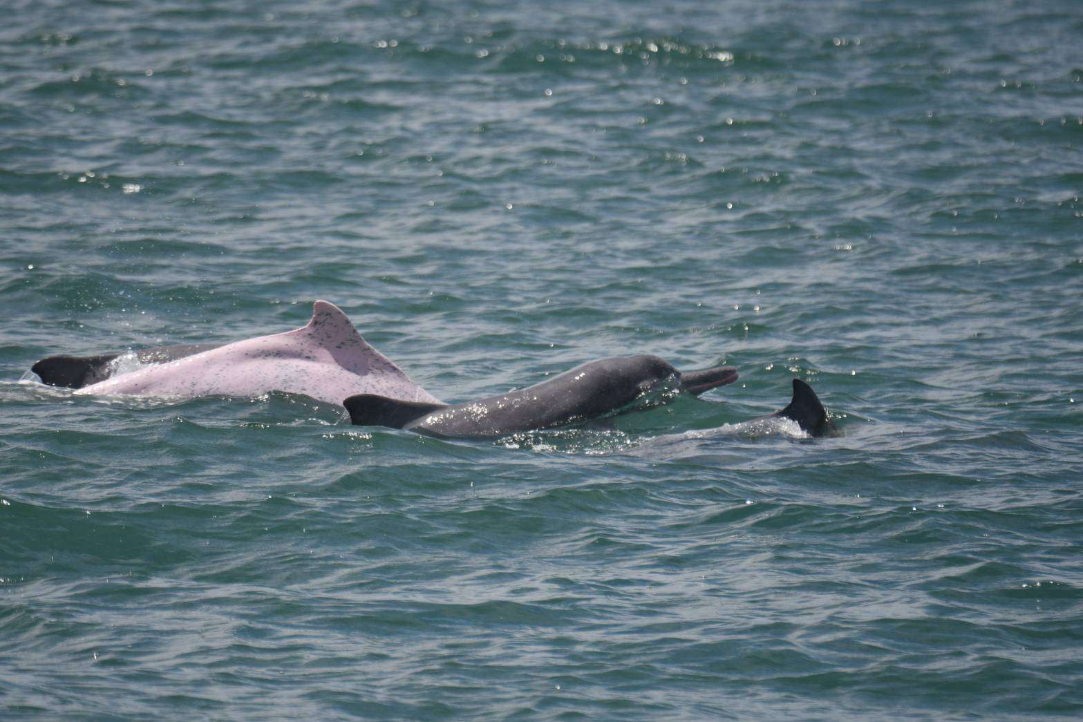 海中精靈添新成員！海保署監測有成 4幼豚正式納入「白海豚個體名錄」