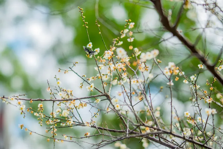 角板山梅花季浪漫登場！王明鉅：打造北橫冬季觀光新指標