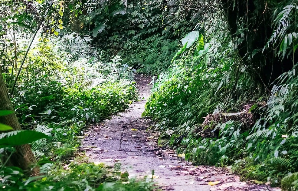 桃園復興盛夏避暑秘境「觀音洞步道」 下山來杯水蜜桃冰沙透心涼