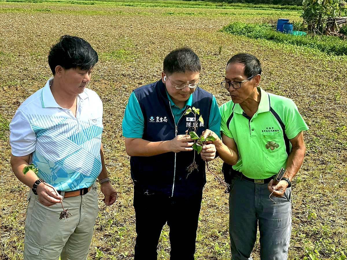 農糧署鼓勵稻作轉作雜糧或休耕 桃園加碼補助低耗水作物