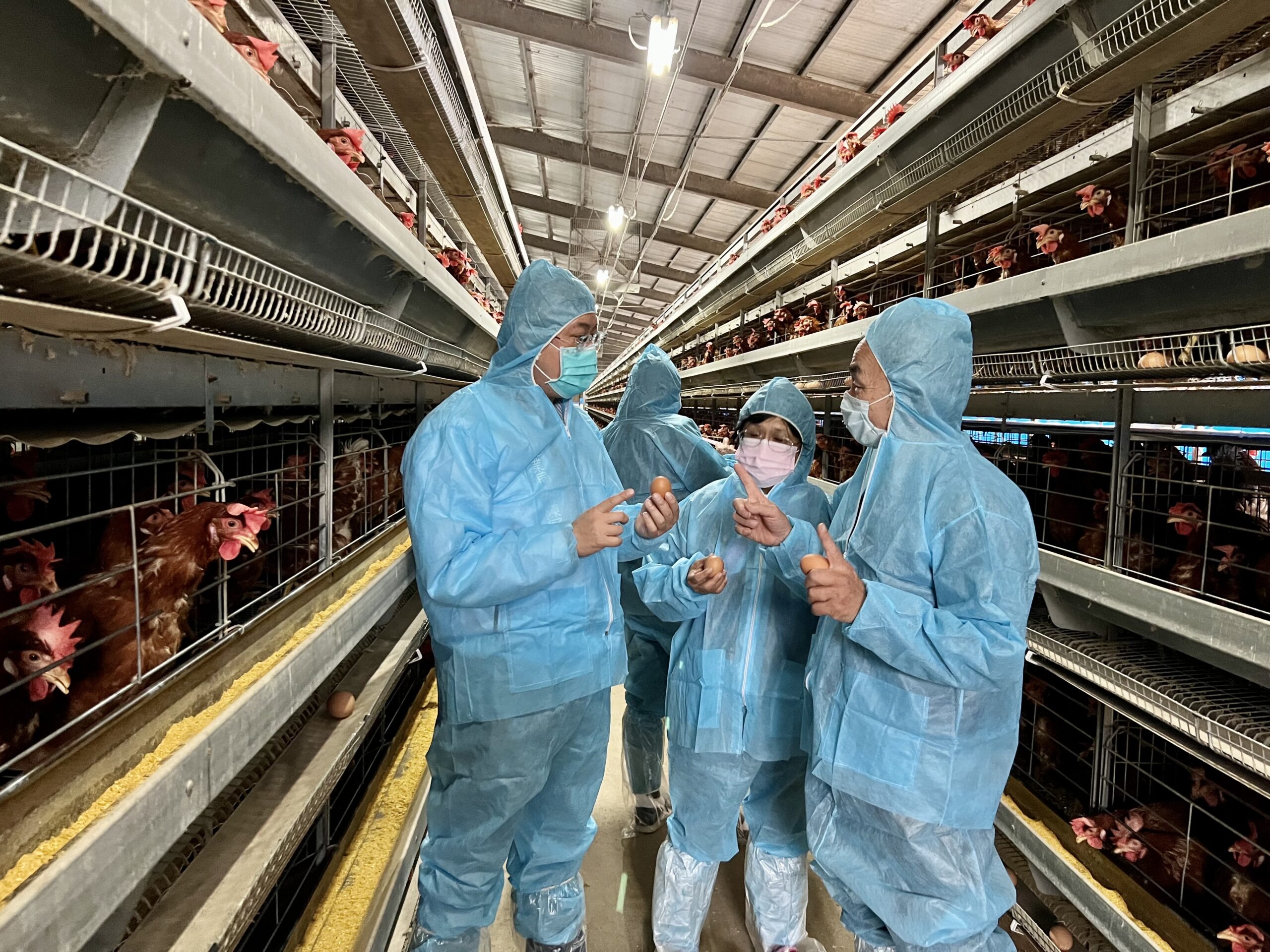 國內牧場爆禽流感疫情 桃園農業局多管齊下加強防疫