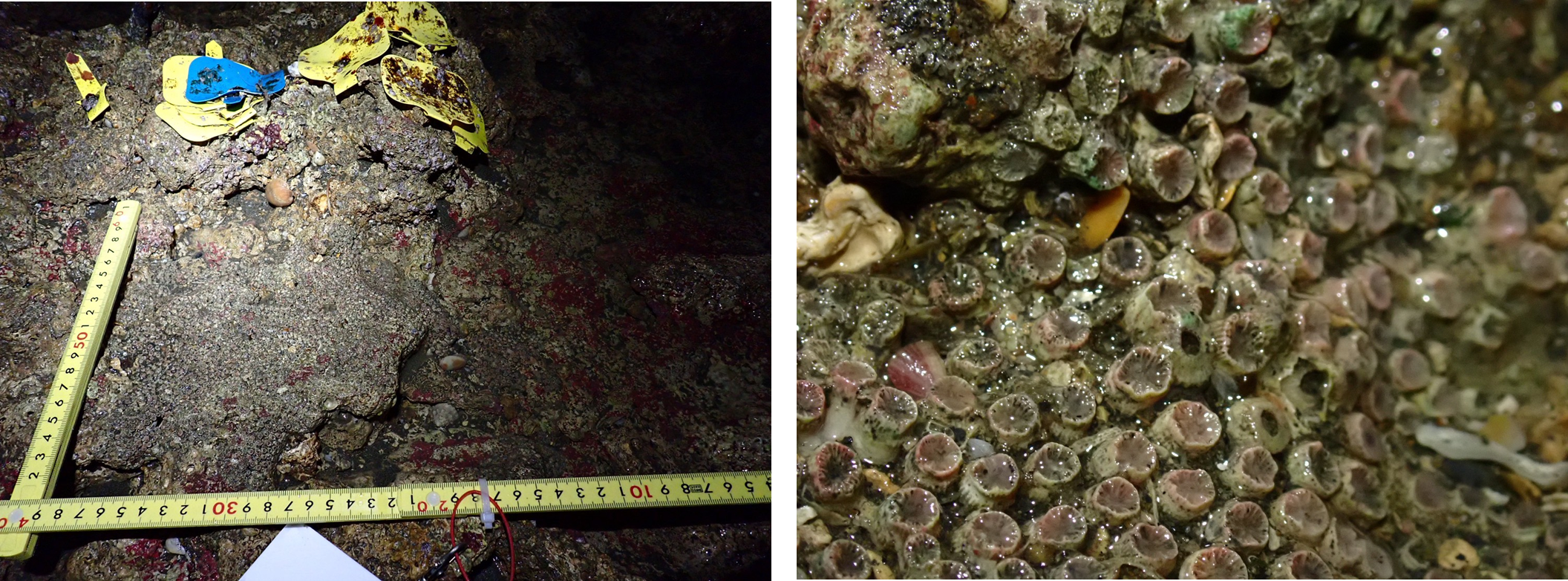 桃園環保局要求嚴謹把關環評 中油承諾持續守護大潭藻礁