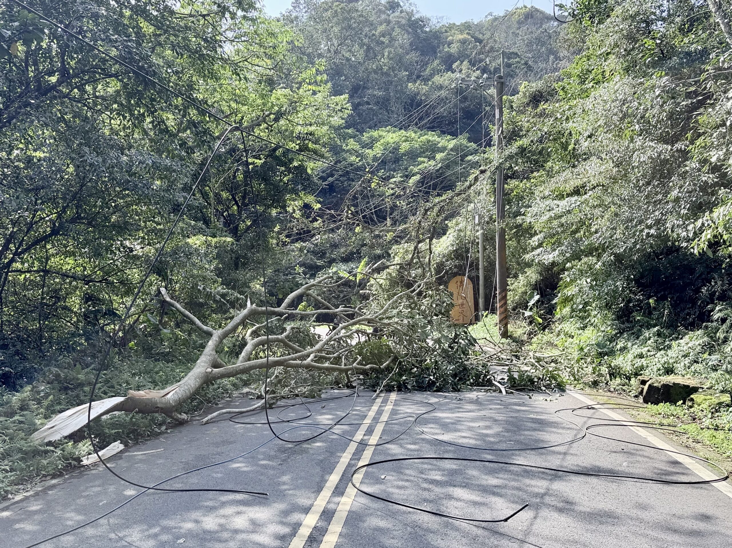 龍潭路樹壓斷電線釀停電 警民合作火速排除