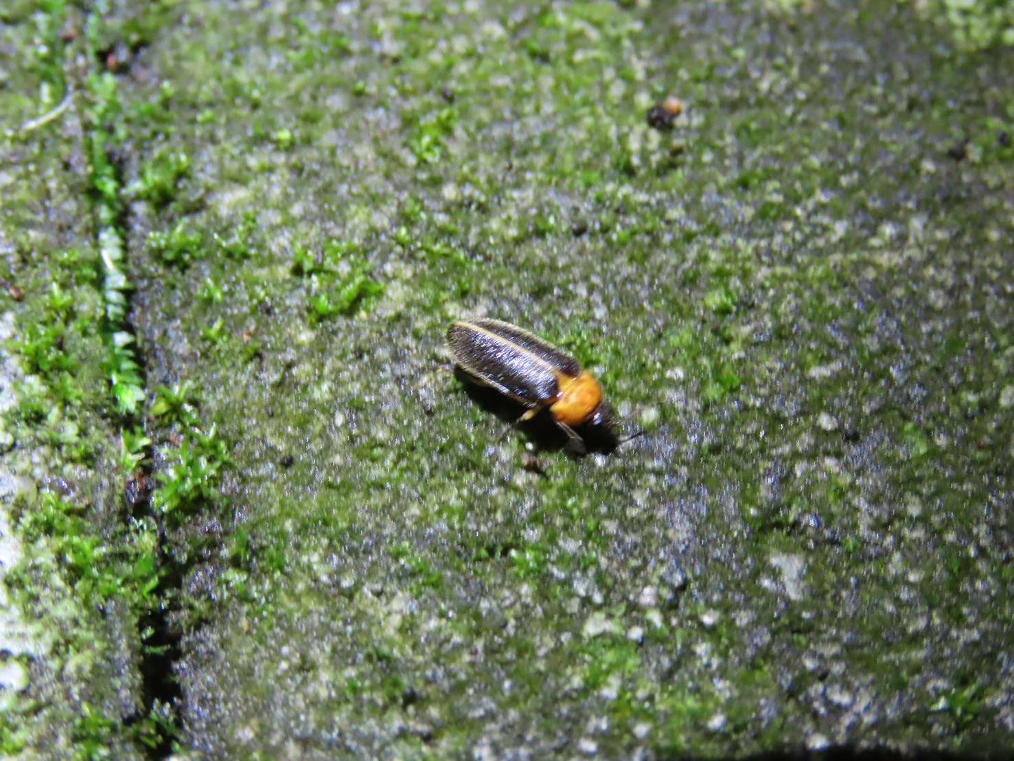 2026北橫賞螢地圖出爐!4月中旬迎高峰 13處黑夜精靈熱點公開 2026北橫賞螢地圖出爐!4月中旬迎高峰 13處黑夜精靈熱點公開