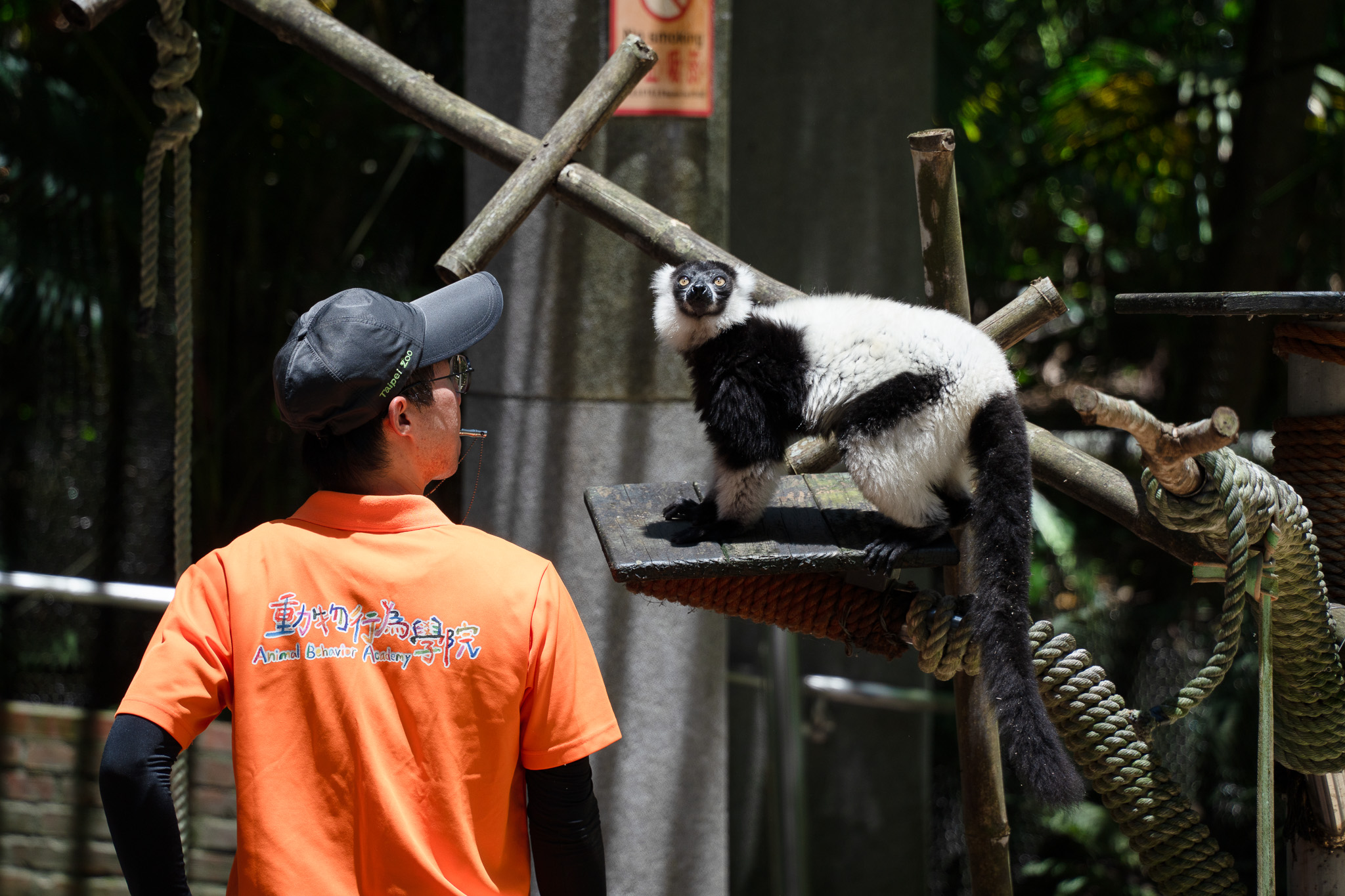 動物園7/4起周六夜間延長開放 奇幻螢光派對、IP大遊行與野保市集等你體驗 動物園7/4起周六夜間延長開放 奇幻螢光派對、IP大遊行與野保市集等你體驗
