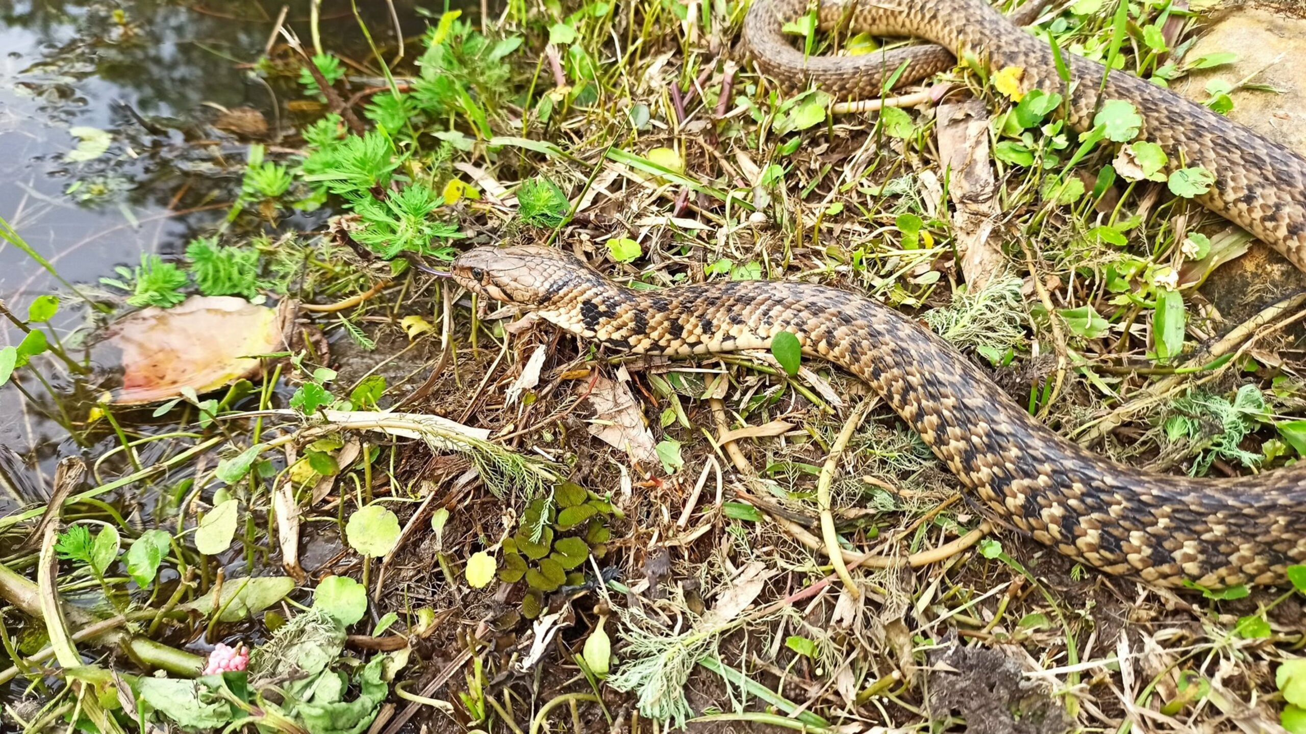 中壢自立國小生態池「保育蛇類出沒」 學子與自然和平共處
