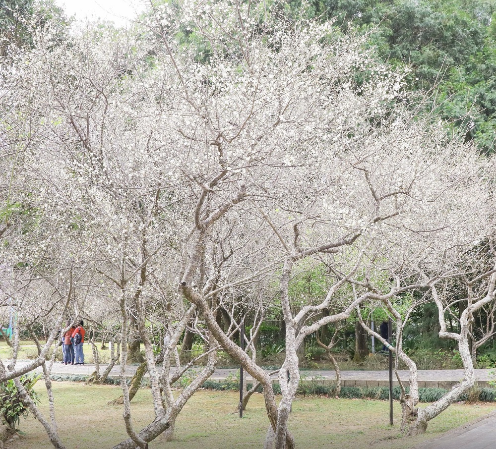 盤點桃園3大賞梅景點 享受秋冬浪漫風景