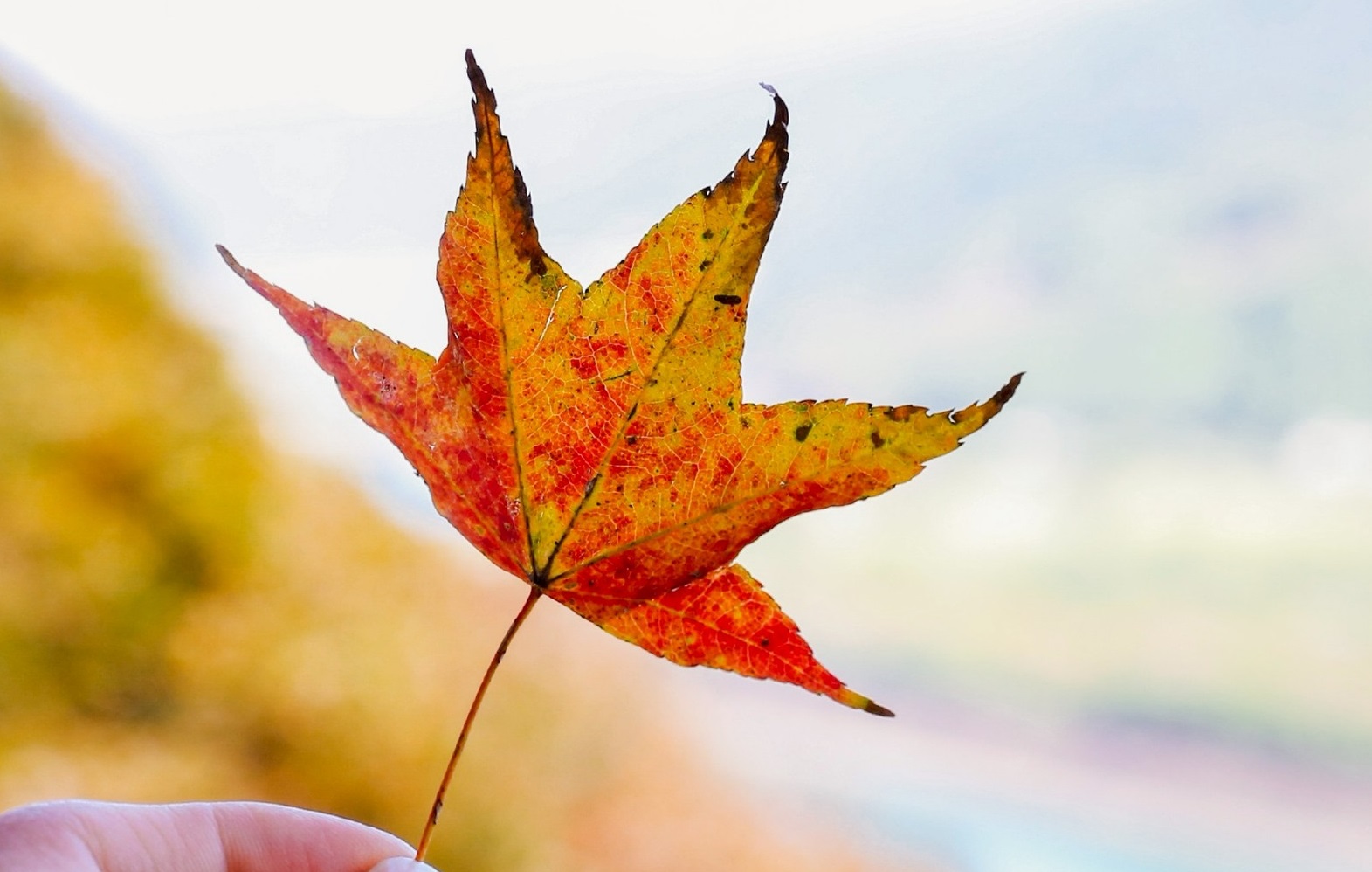 桃園石門水庫「楓」景如畫 快把握最美時刻到這些地點賞楓